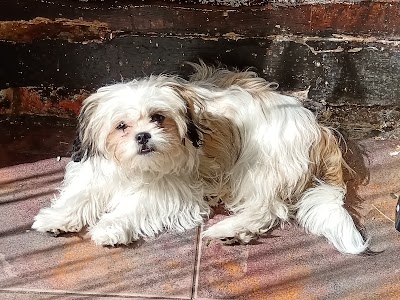 Southborough Pet Groomers
