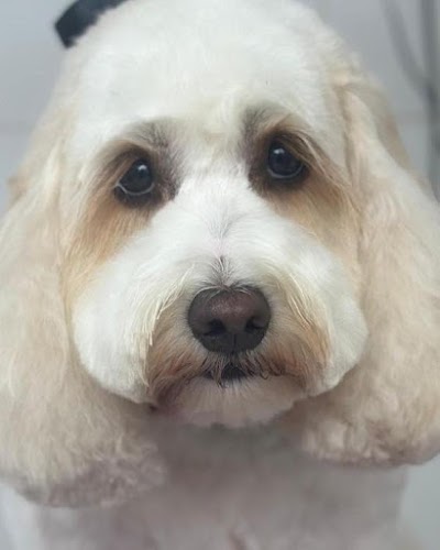Grooming Van Image