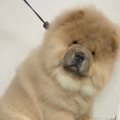 Grooming Van Image