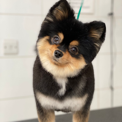 Grooming Van Image