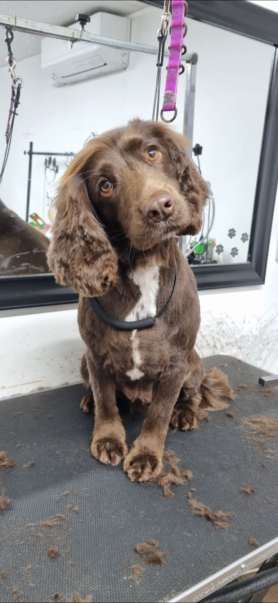 Grooming Van Image