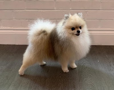 Grooming Van Image
