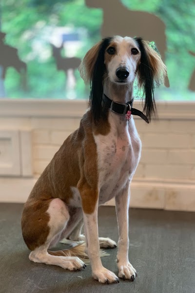 Grooming Van Image