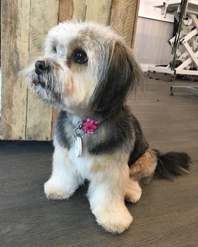 Grooming Van Image
