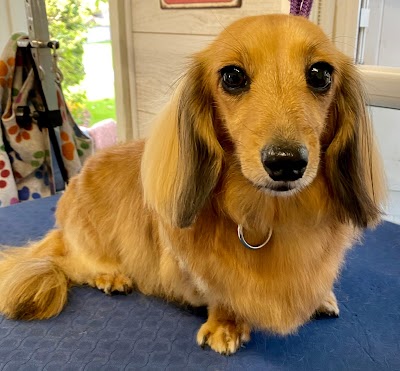 Grooming Van Image