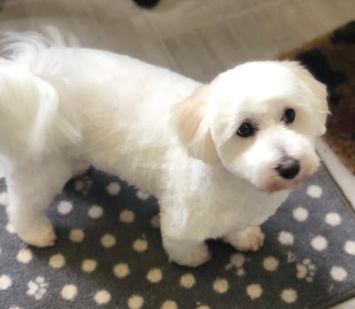 Grooming Van Image