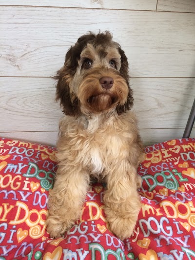 Grooming Van Image