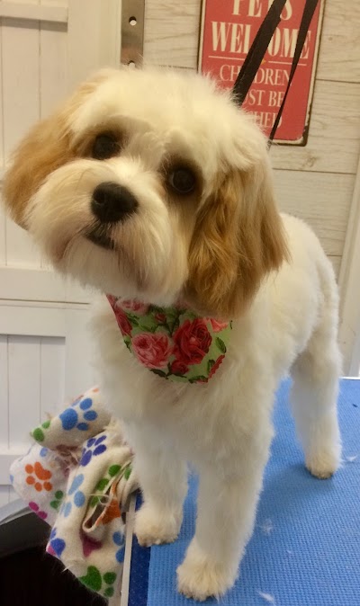 Grooming Van Image