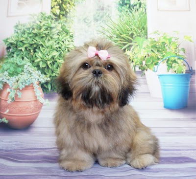 Grooming Van Image