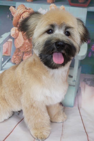 Grooming Van Image