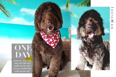 Grooming Van Image