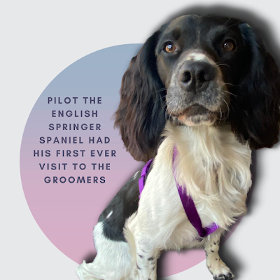 Grooming Van Image