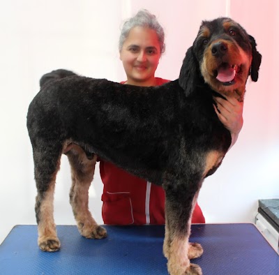 Grooming Van Image
