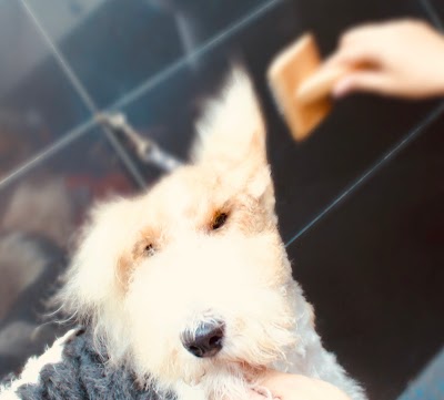 Grooming Van Image