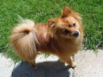 Grooming Van Image