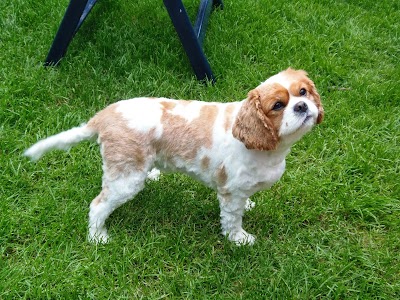 Grooming Van Image