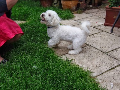 Grooming Van Image