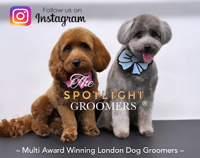 Grooming Van Image