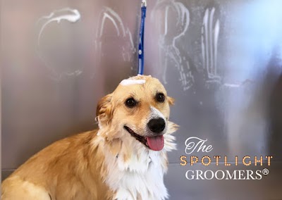 Grooming Van Image