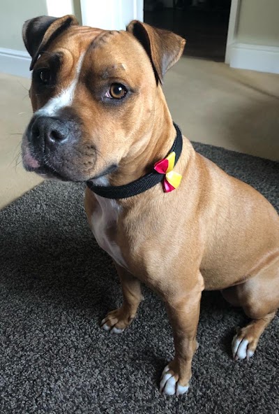 Top 2 Tail Pet Grooming