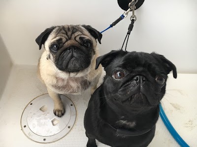 Grooming Van Image