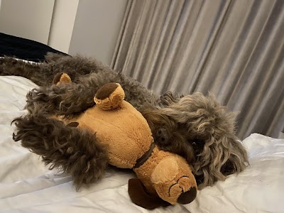 Grooming Van Image