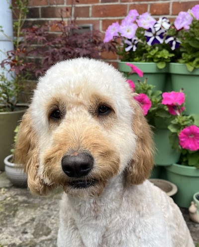 Ulti Mutt Dog Grooming