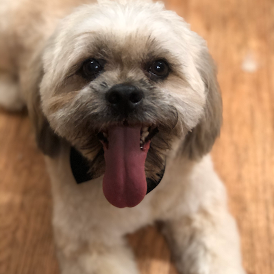 Grooming Van Image
