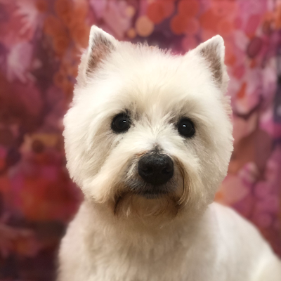 Grooming Van Image