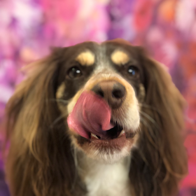 Grooming Van Image