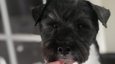 Grooming Van Image