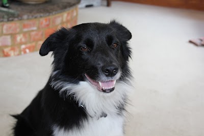 Grooming Van Image