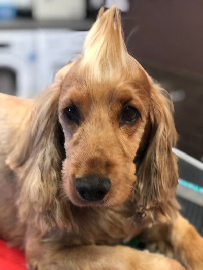 Grooming Van Image