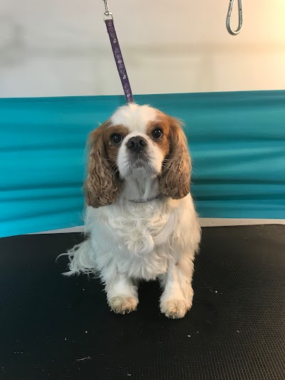 Grooming Van Image