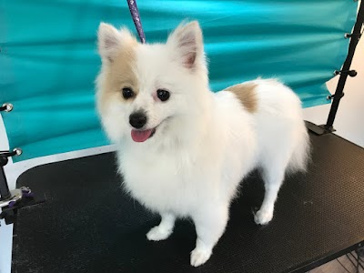 Grooming Van Image