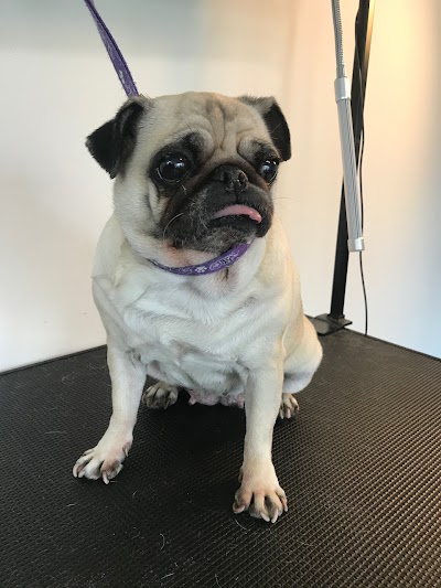 Grooming Van Image