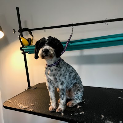 Village Dog Grooming