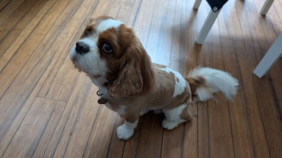 Grooming Van Image
