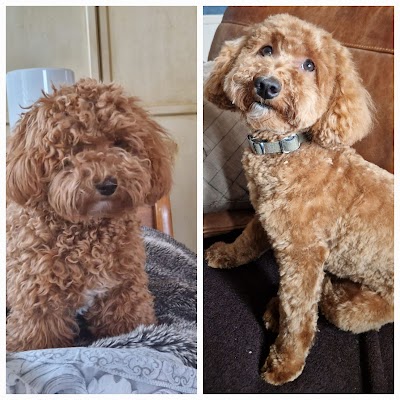 Grooming Van Image