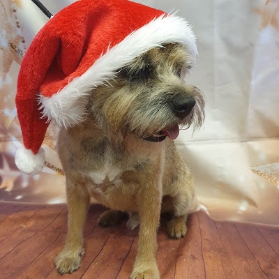 Grooming Van Image