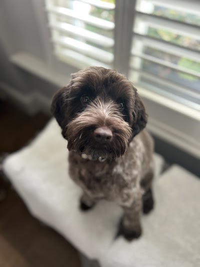 Grooming Van Image