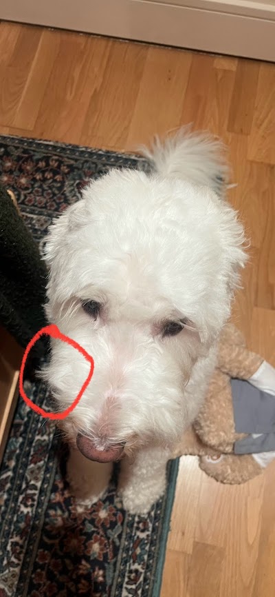 Grooming Van Image