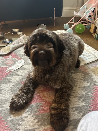 Grooming Van Image