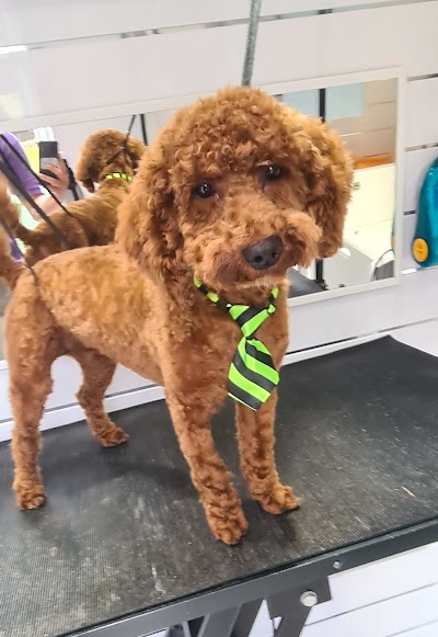 Grooming Van Image