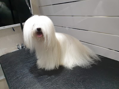 Grooming Van Image