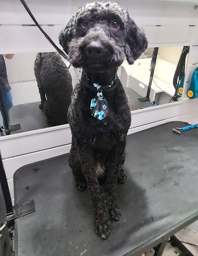 Grooming Van Image