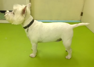 Grooming Van Image