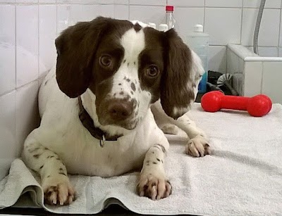 Grooming Van Image