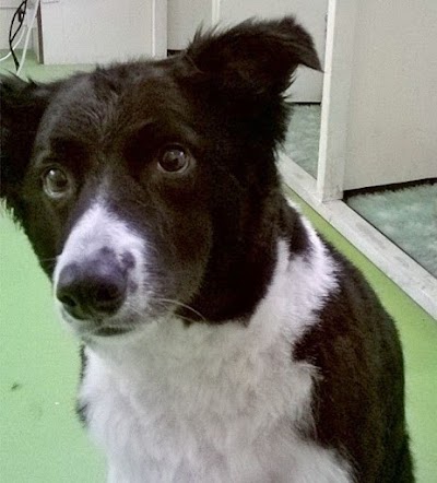 Grooming Van Image