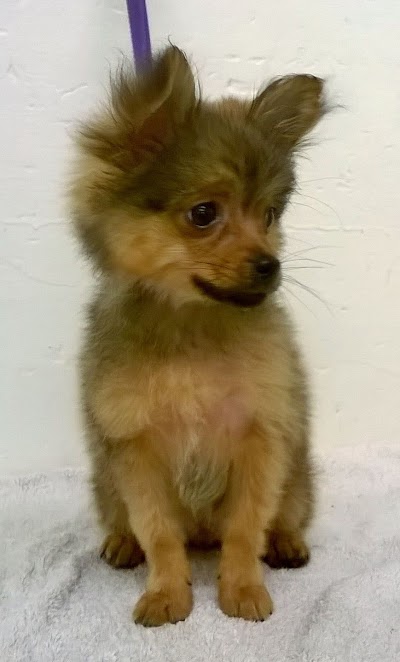 Grooming Van Image